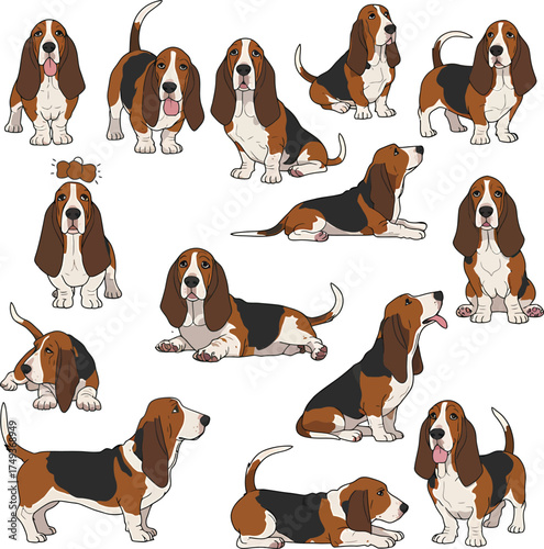 Basset Hound Breed Illustrations for clipart Dog white color background 

