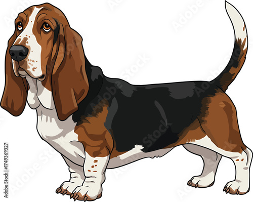 Basset Hound Breed Illustrations for clipart Dog white color background 
