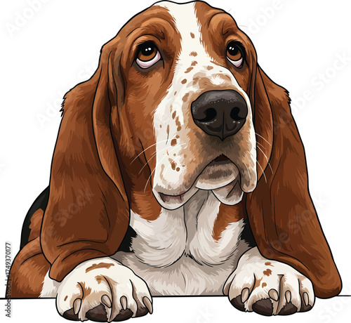 Basset Hound Breed Illustrations for clipart Dog white color background 

