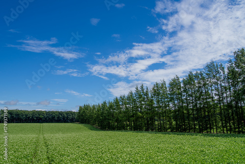 Wallpaper Mural Potato field and larch forest under the summer sky Torontodigital.ca