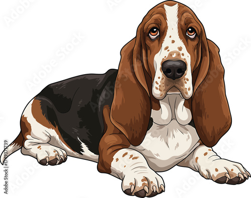 Basset Hound Breed Illustrations for clipart Dog white color background 
