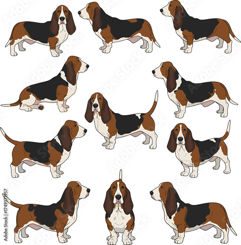 Basset Hound Breed Illustrations for clipart Dog white color background 

