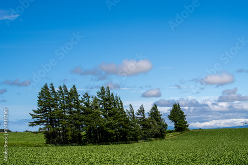Wallpaper Mural A vast field surrounded by forests under the summer sky Torontodigital.ca