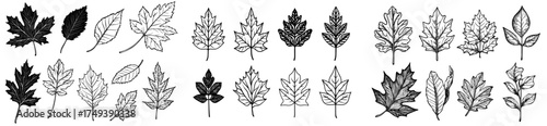 Contemporary outlines of diverse tree leaves such as maple, oak, and birch in monochrome