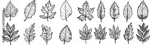 Black and white silhouettes of various leaves compiled for utilization in botanical illustrations and design elements