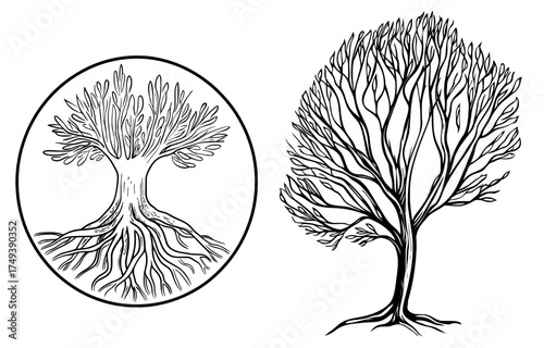 In black and white, the delicate silhouette of a tree reveals its elaborate network of branches and roots, embodying life and growth