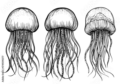 The image presents a modern illustration of three jellyfish silhouettes with complex, detailed tentacles
