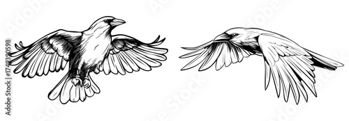In flight, the crow's silhouette stands out, its spread wings highlighting the complexity of its feathers and overall structure