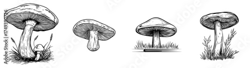 Silhouette of two mushrooms in black and white, accompanied by decorative elements and foliage
