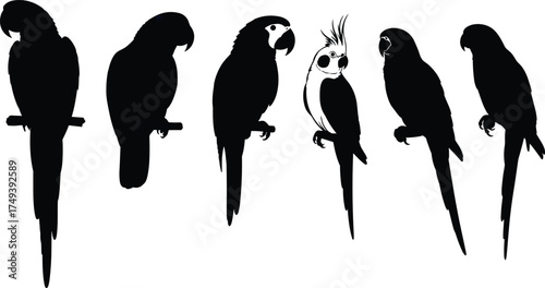 Silhouette vector illustration of exotic parrots perched on branches including macaw, cockatiel, parakeet, tropical birds, wildlife, nature design