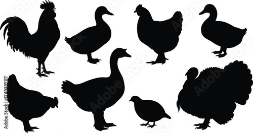 Farm and domestic bird silhouettes collection including rooster, chicken, duck, goose, turkey, and quail vector illustration for design use