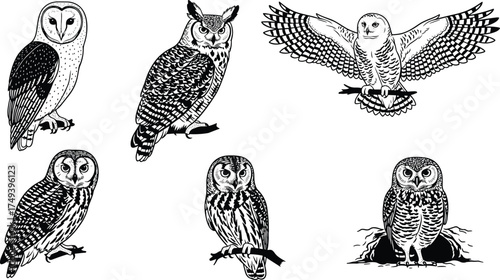 Detailed black and white owl illustrations featuring barn owl, great horned owl, snowy owl, barred owl, burrowing owl, wildlife vector art