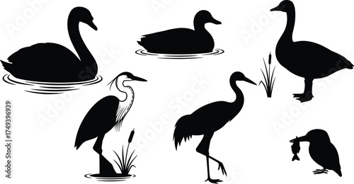 Black silhouettes of swan, duck, goose, heron, crane, and kingfisher water birds with ripples, cattails, grass, and fish illustration