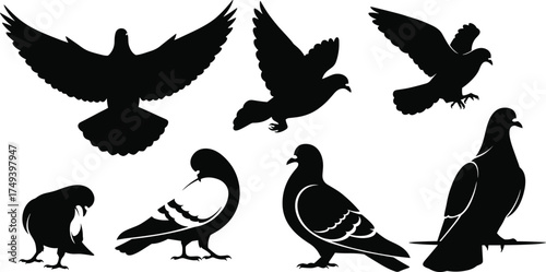 Black pigeon bird silhouettes in flight and perched positions, detailed vector illustration set showing various poses for wildlife, nature, urban themes
