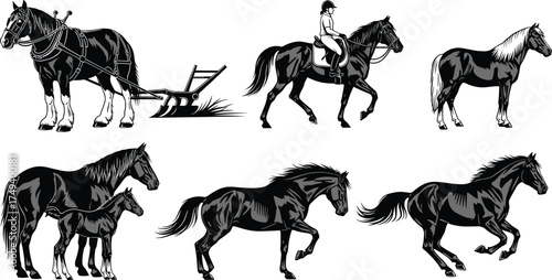Black and white horse illustrations showing farming, riding, rearing, galloping, standing, foal with mare, equestrian work, dynamic movement, agriculture, animals