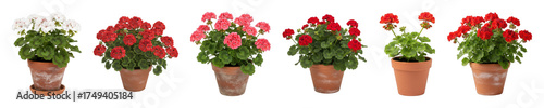 Potted geranium flower set including white, pink, and red blooms isolated. Gardening and home decoration collection.