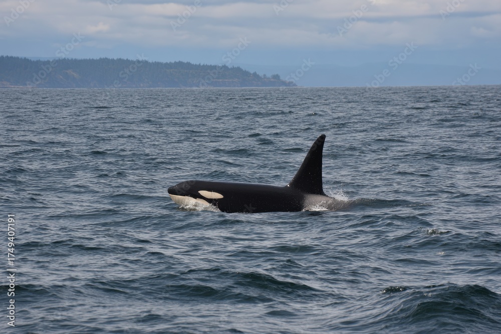 Fototapeta premium Killer Whale Bella, Transient Orca T099, Spotted in Penn Cove, Whidbey Island