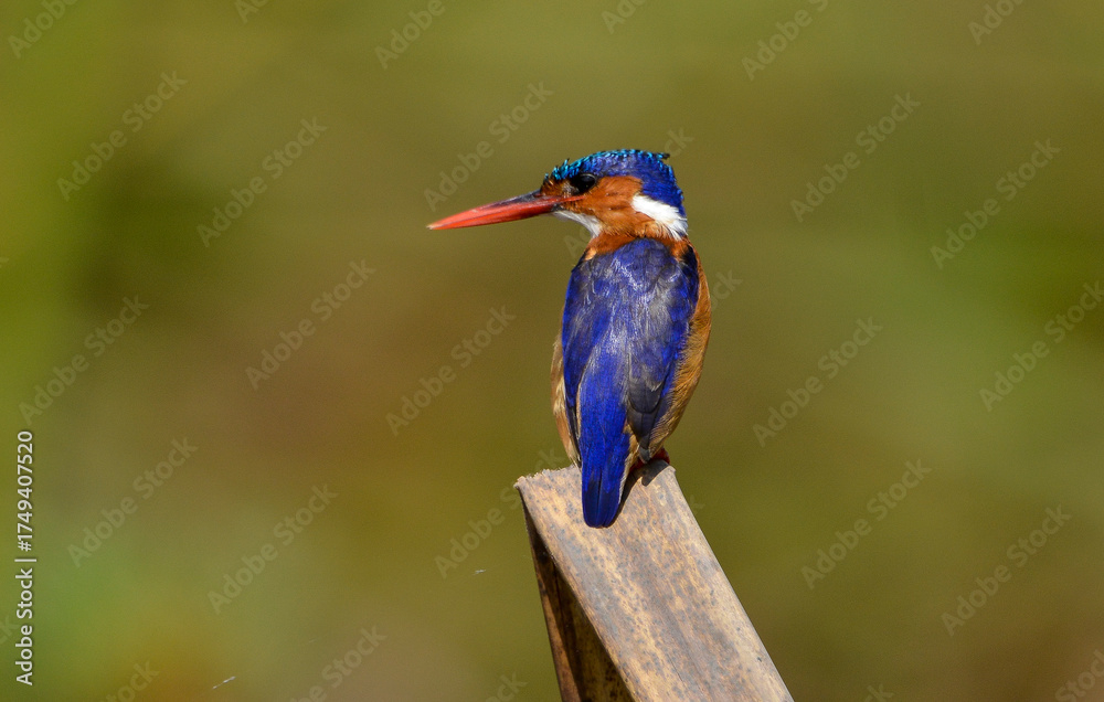 Fototapeta premium Martin Pêcheur Huppé, Alcedo Cristata, Afrique