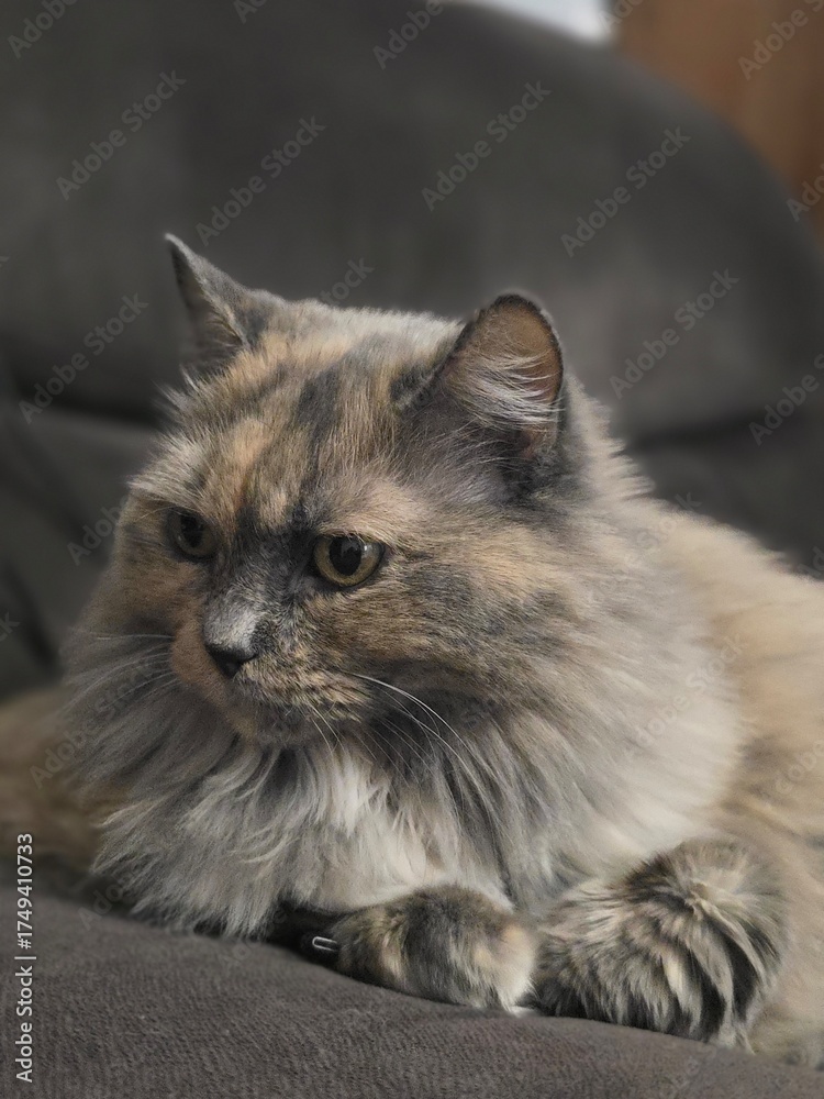 Fototapeta premium Pensive Feline: A Gray Cat's Close-Up