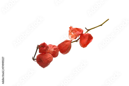 dry flower isolated on white background