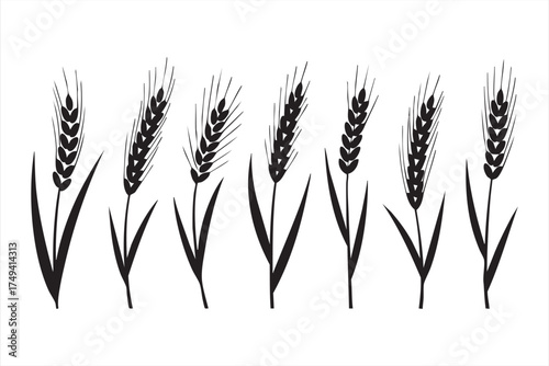 Cereal crop silhouettes for natural grain and sustainable food production graphics
