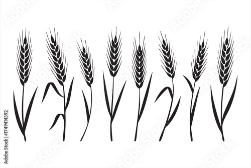 Wheat and barley spikelet vector set for organic agriculture and farming design