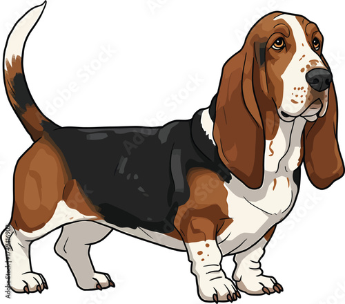 Basset Hound Vector Art of a Dog Breed Illustrations Collection with clipart