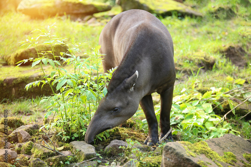 Tapir stands on a green lawn in its natural habitat. Wildlife. Ecosystem, biodiversity