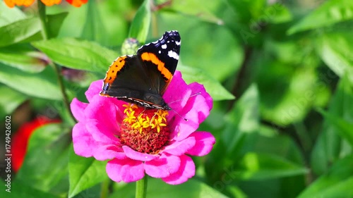 Butterfly eats nectar from a zinnia flower..