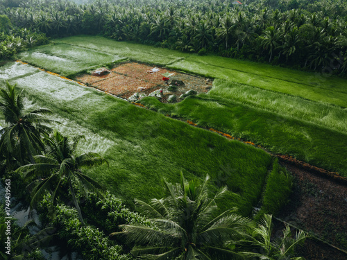 Wallpaper Mural Aerial view of a lush sedge field in Tra Vinh, Vietnam, surrounded by coconut trees. Farmers are harvesting and bundling sedge plants under warm sunlight. Torontodigital.ca