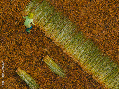 Wallpaper Mural Aerial view of a lush sedge field in Tra Vinh, Vietnam, surrounded by coconut trees. Farmers are harvesting and bundling sedge plants under warm sunlight. Torontodigital.ca