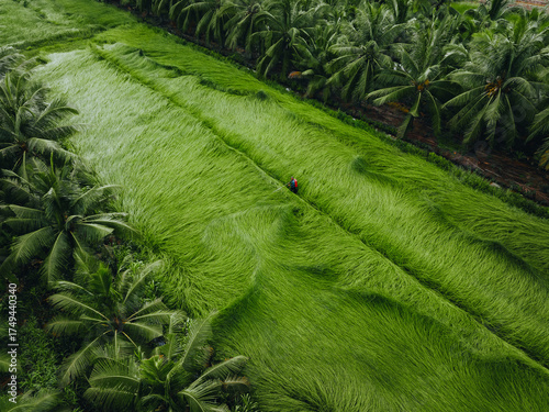 Wallpaper Mural Aerial view of a lush sedge field in Tra Vinh, Vietnam, surrounded by coconut trees. Farmers are harvesting and bundling sedge plants under warm sunlight. Torontodigital.ca