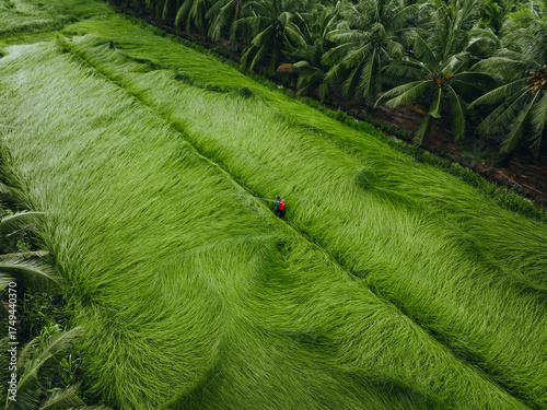 Wallpaper Mural Aerial view of a lush sedge field in Tra Vinh, Vietnam, surrounded by coconut trees. Farmers are harvesting and bundling sedge plants under warm sunlight. Torontodigital.ca