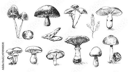 A collection of hand-drawn mushrooms in various shapes and sizes, showcasing detailed textures and forms