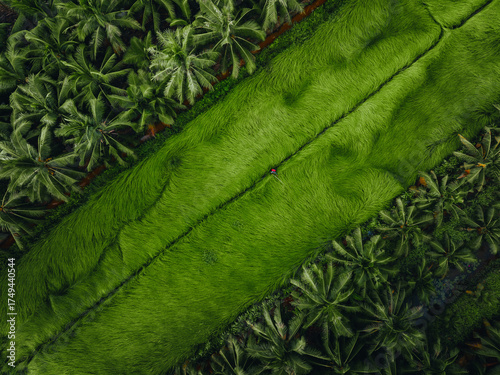 Wallpaper Mural Aerial view of a lush sedge field in Tra Vinh, Vietnam, surrounded by coconut trees. Farmers are harvesting and bundling sedge plants under warm sunlight. Torontodigital.ca