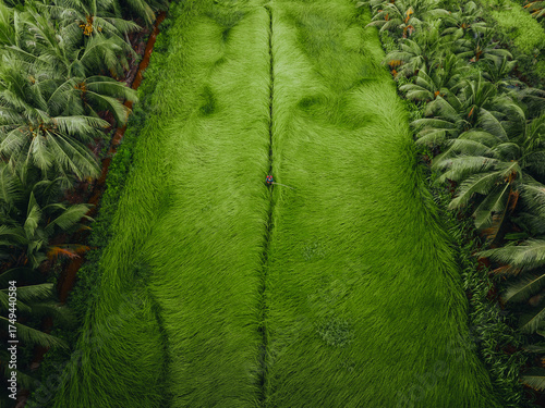 Wallpaper Mural Aerial view of a lush sedge field in Tra Vinh, Vietnam, surrounded by coconut trees. Farmers are harvesting and bundling sedge plants under warm sunlight. Torontodigital.ca
