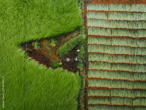 Wallpaper Mural Aerial view of a lush sedge field in Tra Vinh, Vietnam, surrounded by coconut trees. Farmers are harvesting and bundling sedge plants under warm sunlight. Torontodigital.ca