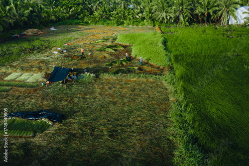 Wallpaper Mural Aerial view of a lush sedge field in Tra Vinh, Vietnam, surrounded by coconut trees. Farmers are harvesting and bundling sedge plants under warm sunlight. Torontodigital.ca