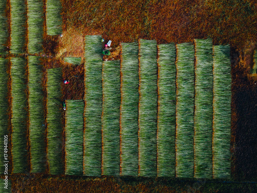 Wallpaper Mural Aerial view of a lush sedge field in Tra Vinh, Vietnam, surrounded by coconut trees. Farmers are harvesting and bundling sedge plants under warm sunlight. Torontodigital.ca