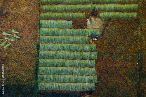 Wallpaper Mural Aerial view of a lush sedge field in Tra Vinh, Vietnam, surrounded by coconut trees. Farmers are harvesting and bundling sedge plants under warm sunlight. Torontodigital.ca