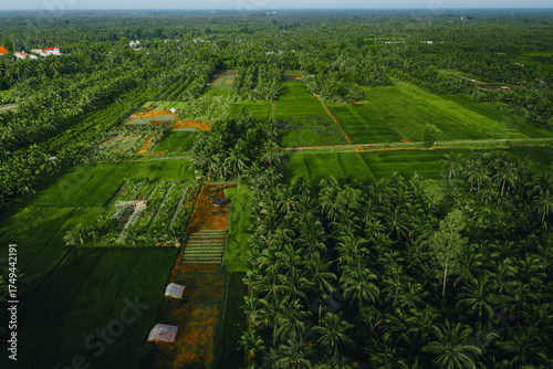 Wallpaper Mural Aerial view of a lush sedge field in Tra Vinh, Vietnam, surrounded by coconut trees. Farmers are harvesting and bundling sedge plants under warm sunlight. Torontodigital.ca