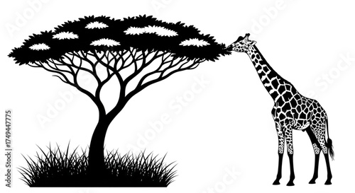 Black and white vector silhouette of a tall giraffe browsing leaves from an acacia tree in the African savanna grassland scene.