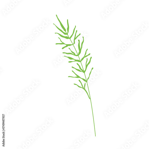 Green branch with delicate leaves, thin stem. Abstract plant stalk, sprig. Nature decoration. Botanical decor. Subtle simple gentle greenery. Flat vector illustration isolated on white background.