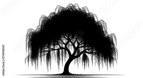 Isolated black silhouette of an elegant weeping willow tree with long drooping branches on a clean white background, graphic art.