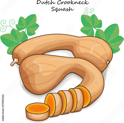 Whole and chopped Dutch Crookneck Squash or Pennsylvania Dutch crookneck. Winter squash. Vegetables. Clip art. Isolated vector illustration.
