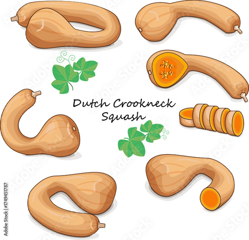 Set of Dutch Crookneck Squash or Pennsylvania Dutch crookneck. Winter squash. Cucurbita moschata. Vegetables. Clip art. Isolated vector illustration.