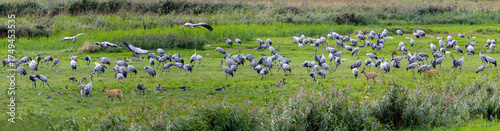 Group of Common Cranes (Grus grus) including juvenile birds resting together with geese and deer near Günzer See (Germany, Mecklenburg-Vorpommern) - Panoramic view