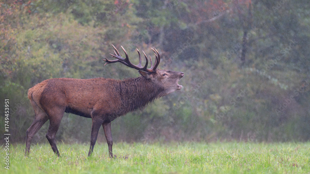 Obraz premium Red deer stag roaring under the rain in a plain during the rut. Cervus elaphus, Sologne, Loiret 45, région Centre Val de Loire, France, European Union, Europe