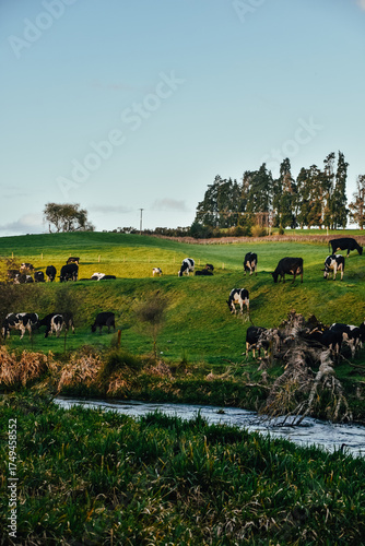 Fotografía de un grupo de vacas en el valle junto a Putaruru Blue Spring, en Nueva Zelanda.