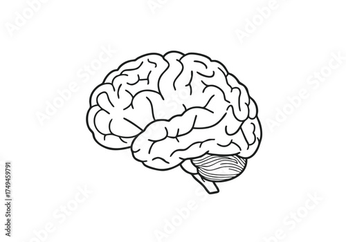 Striking minimalist line art of a human brain, symbolizing intelligence, thought, and knowledge for educational or medical concepts.